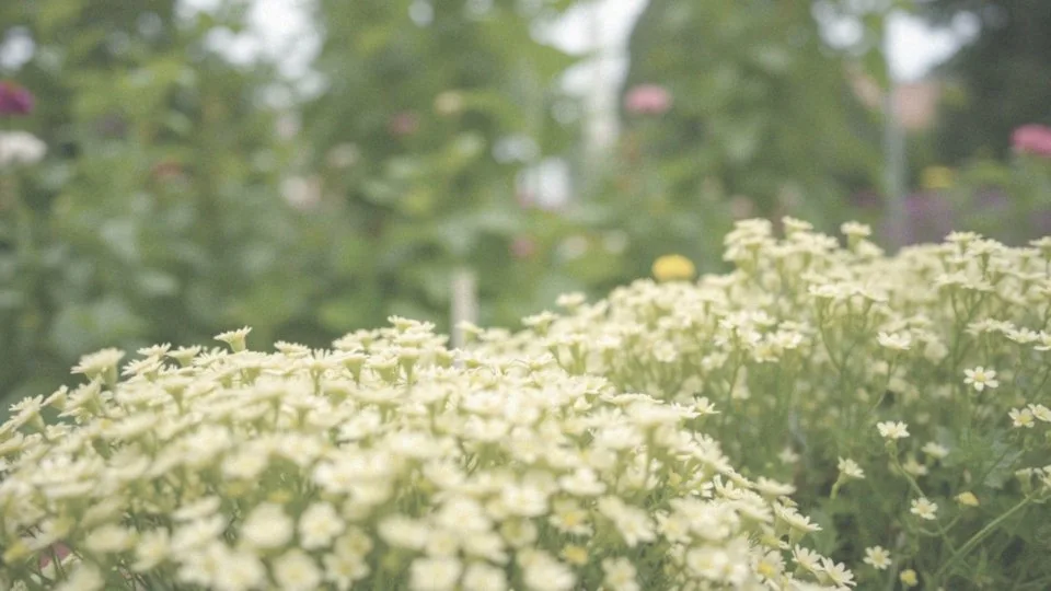 Kiedy kwitnie przymiotno Karwińskiego?