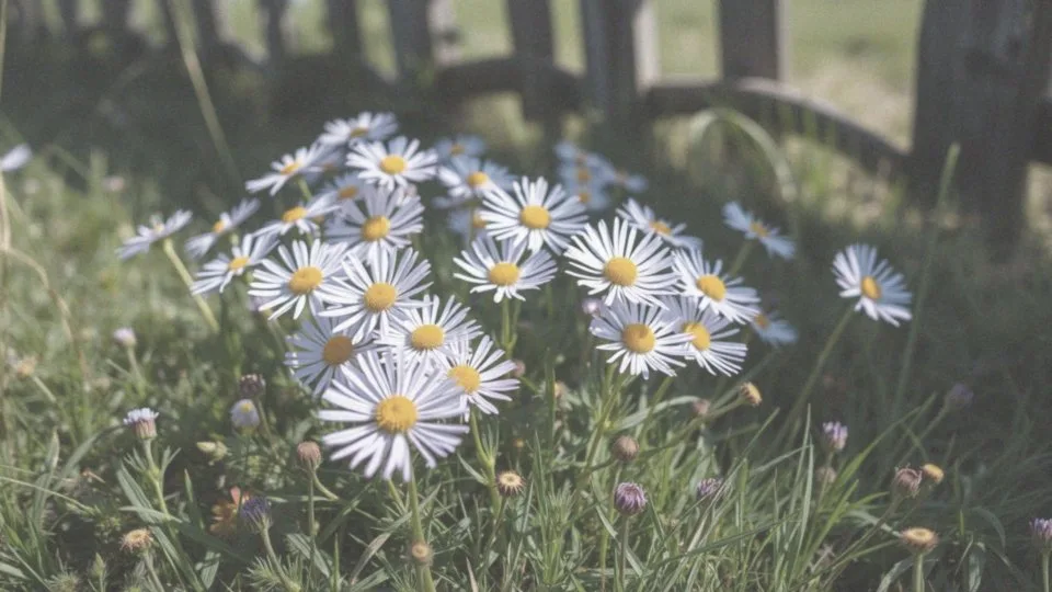 Jakie cechy charakterystyczne ma przymiotno Karwińskiego?