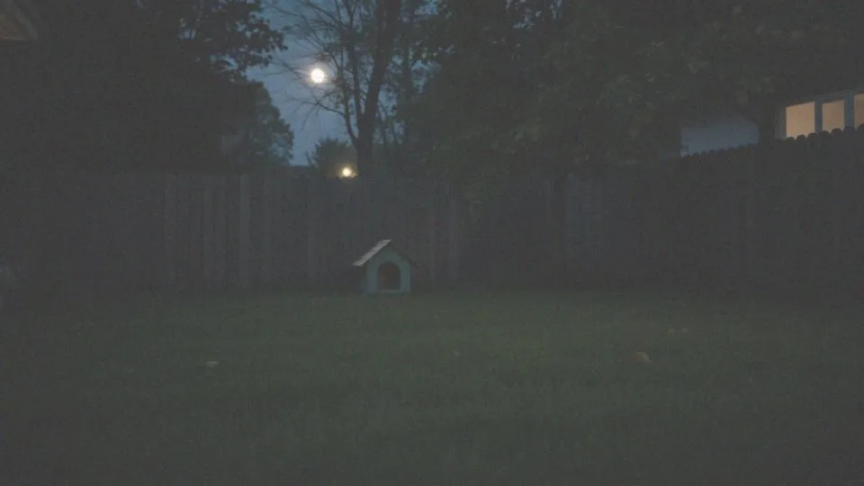 Dlaczego niektóre psy są bardziej wrażliwe na bodźce nocą?