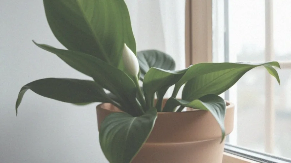 Jak rozpoznać, że skrzydłokwiat ma niedobór wody?