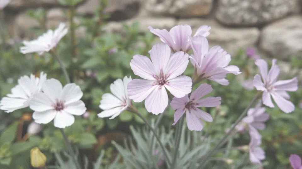 Jakie wrażenie robi przymiotno Karwińskiego podczas kwitnienia?