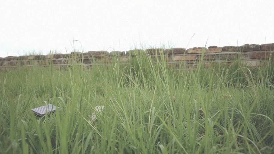 Ile lat mogą żyć szczury wędrowne?