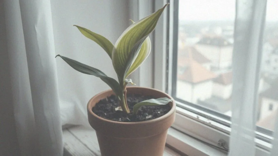 Jak przelanie wpływa na zdrowie skrzydłokwiatu?