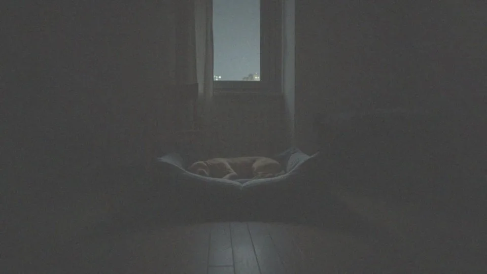 Jakie są objawy, że pies nie śpi w nocy?