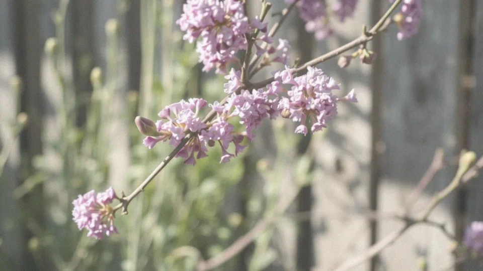 Kiedy dokładnie żagwin rozpoczyna i kończy kwitnienie?
