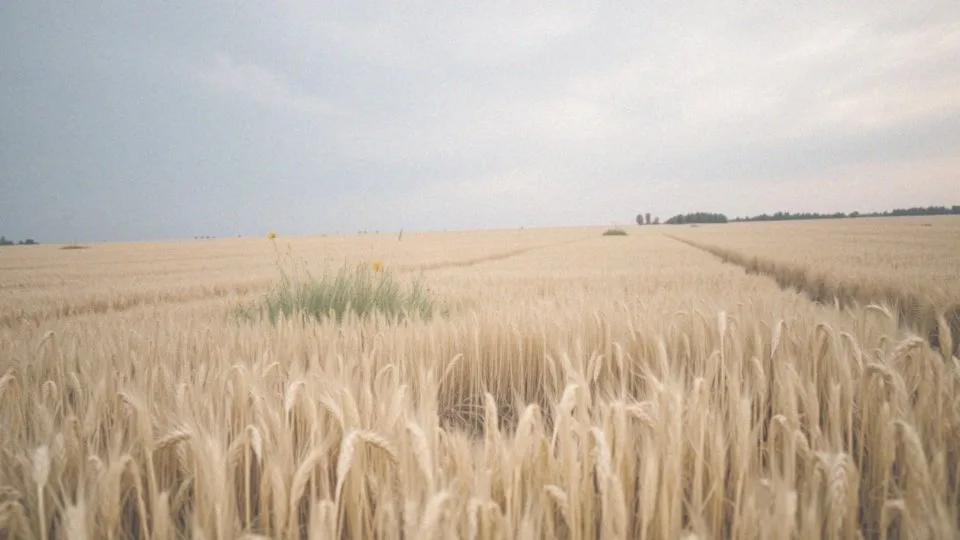 Jak długo żyją chomiki dżungarskie na wolności?