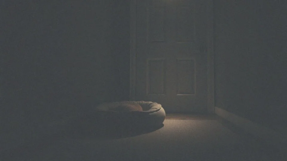 Dlaczego dorosły pies piszczy w nocy? Przyczyny i porady