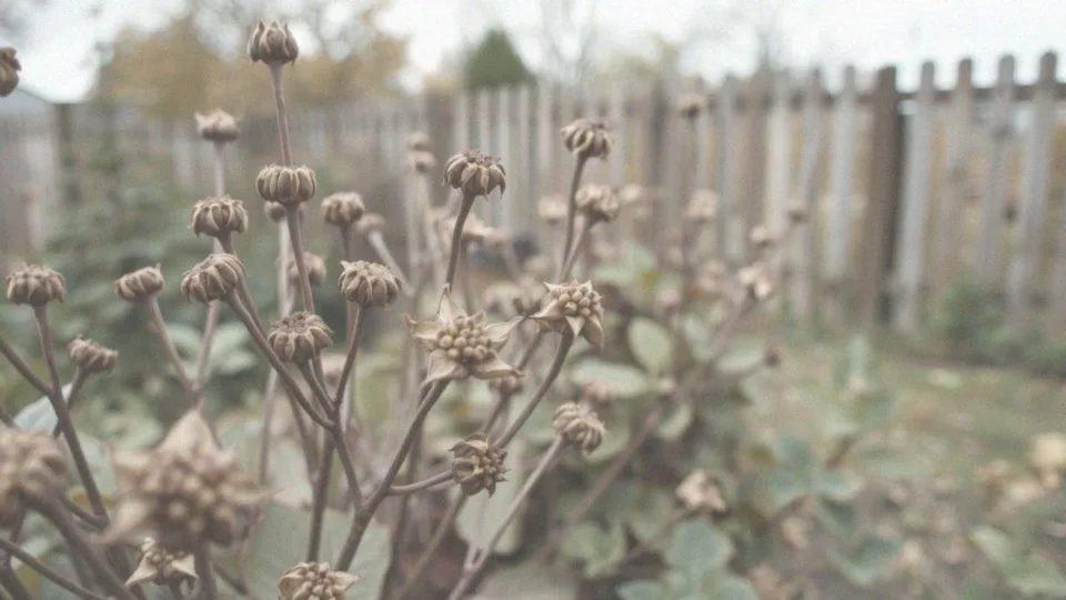 Przycinanie hortensji ogrodowej jesienią – co powinieneś wiedzieć?